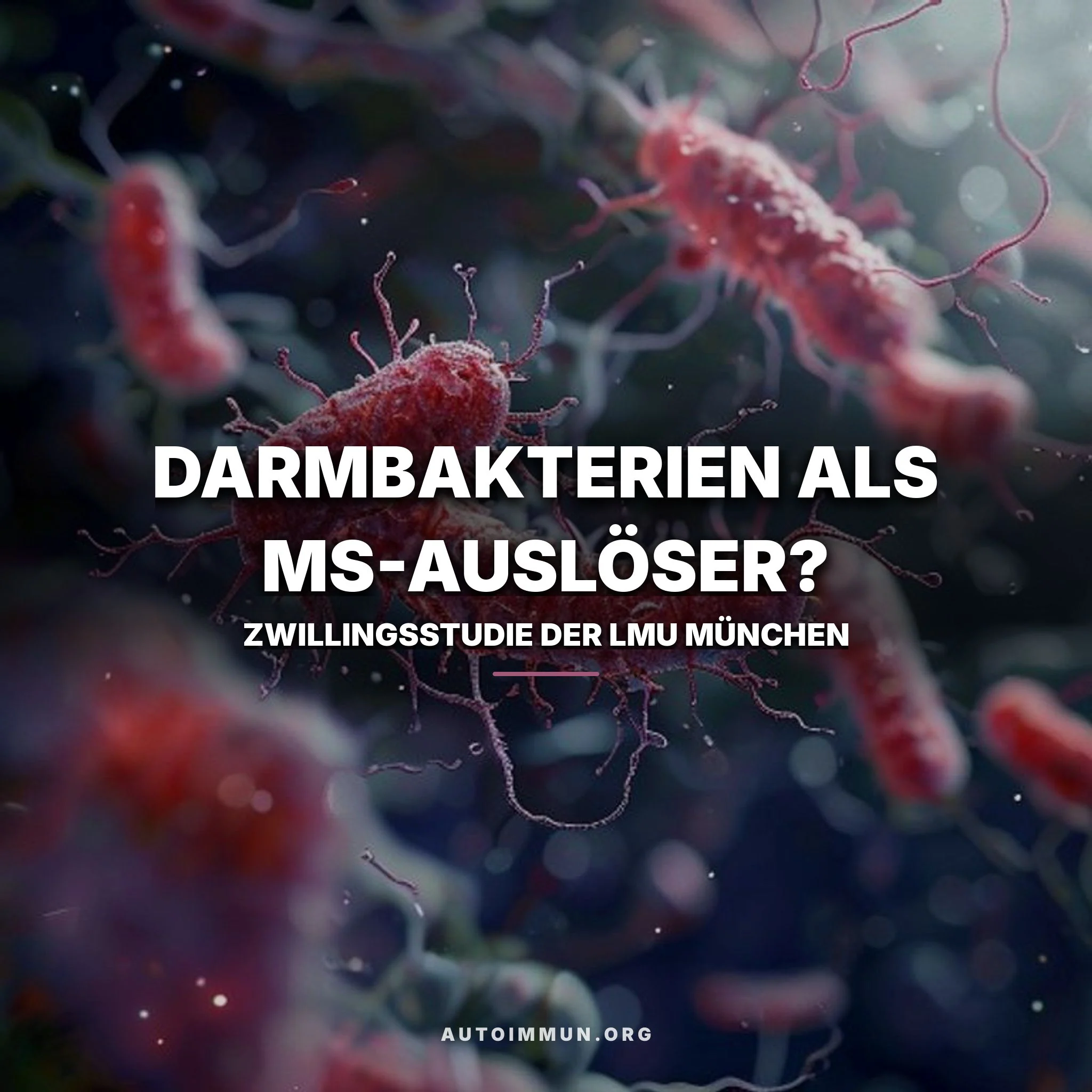 Illustration von Darmbakterien im Dünndarm, aus denen Immunzellen zu einer Nervenfaser mit angegriffener Myelinscheide wandern